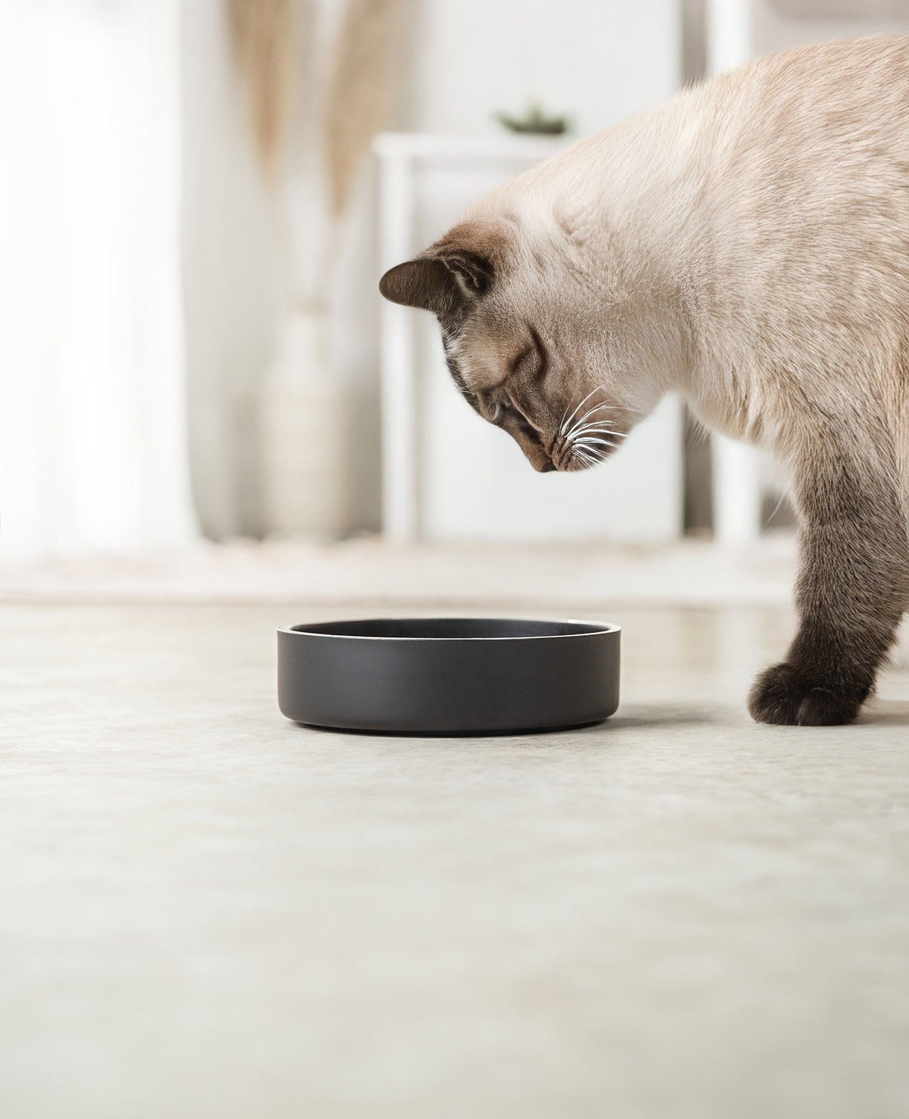 Katzennapf aus Edelstahl