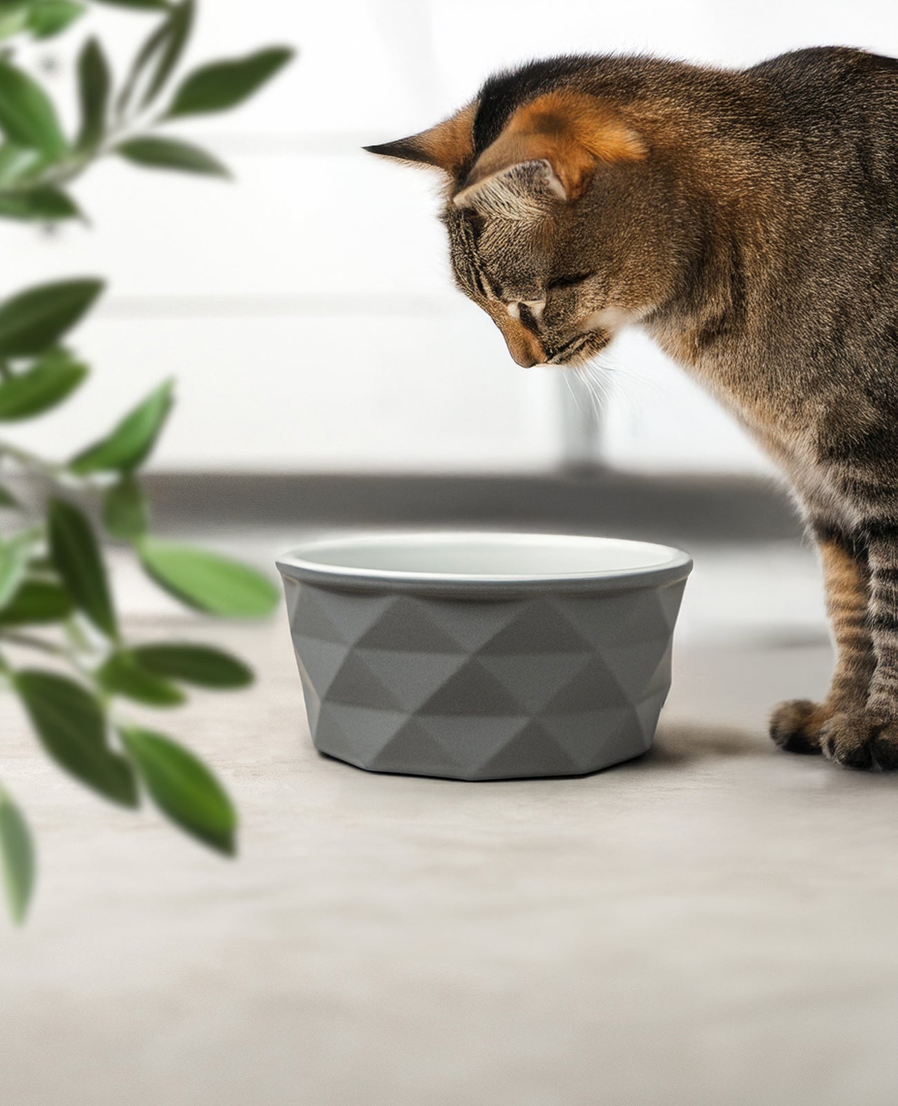 Katzennapf aus Keramik