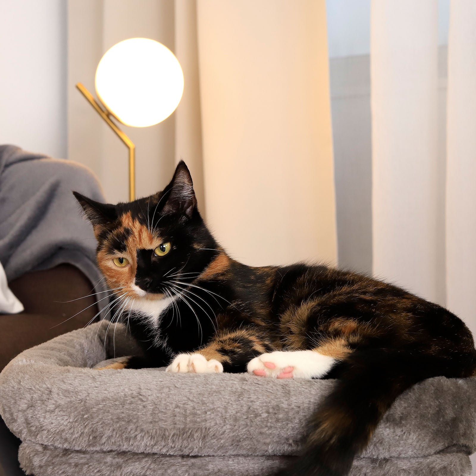 Katzenkratzbaum Höhe 50 cm