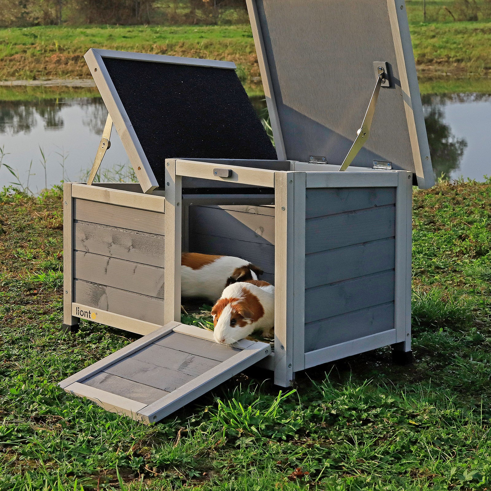 Meerschweinchen sitzen in geöffnetem Kaninchenstall auf Wiese am See