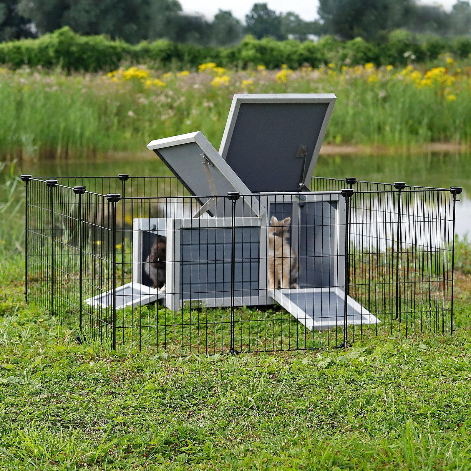 Kaninchen sitzen in geöffnetem, eingezäunten Kaninchenstall auf Wiese am See