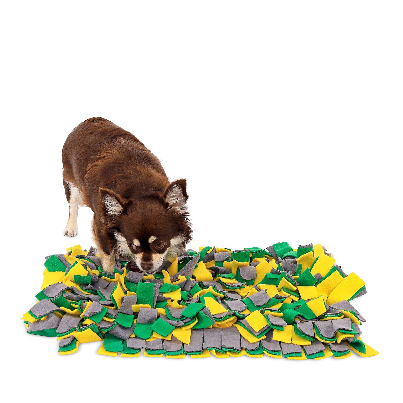 Chihuahua sucht Leckerchen in gelb/grünem Schnüffelteppich